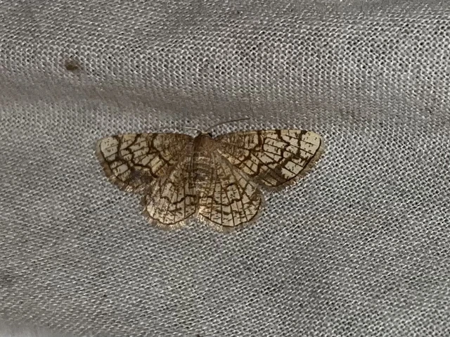 Stegania dilectaria - fehérnyár-araszoló