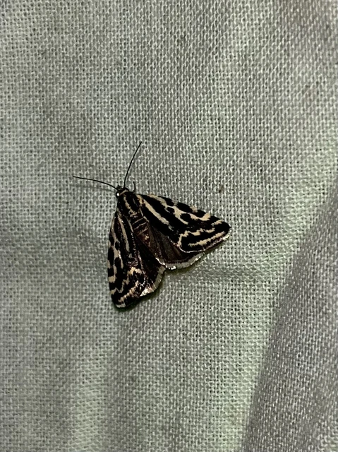 Emmelia trabealis - zebrabagoly
