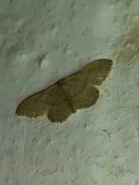 Idaea straminata - szalmasárga sávosaraszoló