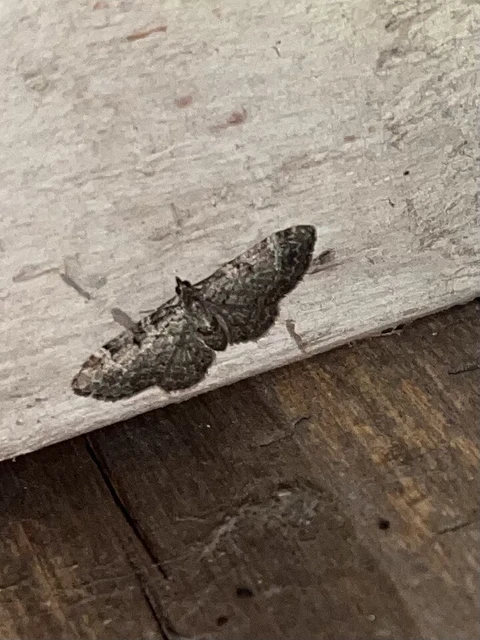 Pasiphila chloerata - hamvas törpearaszoló