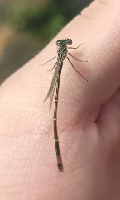 Ischnura elegans pontica - kéköves légivadász