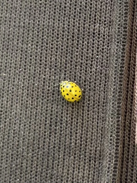 Psyllobora vigintiduopunctata - huszonkétpettyes katica