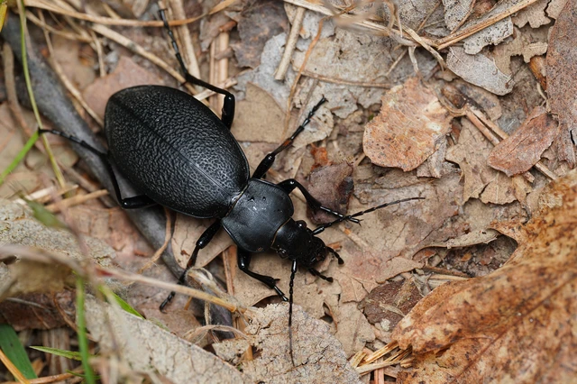 Carabus coriaceus - bőrfutrinka Carabus coriaceus - bőrfutrinka