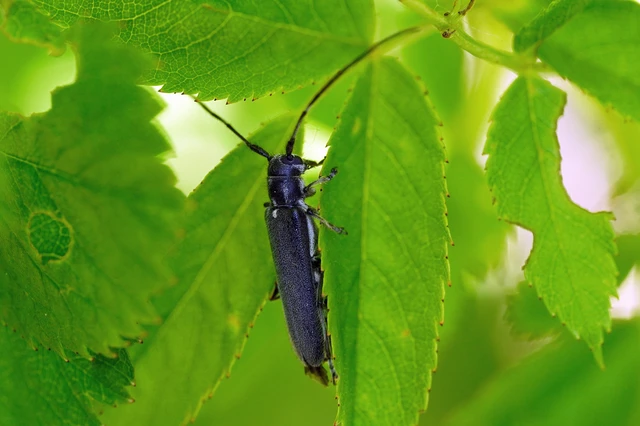Stenostola ferrea - ólomszürke hársfacincér