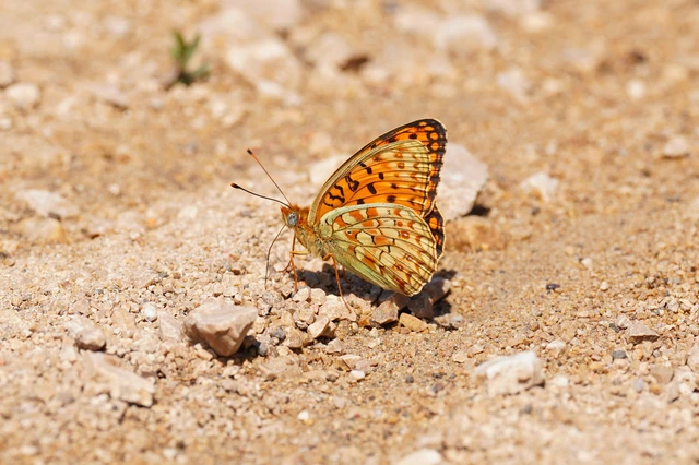 Argynnis niobe - ibolya-gyöngyházlepke