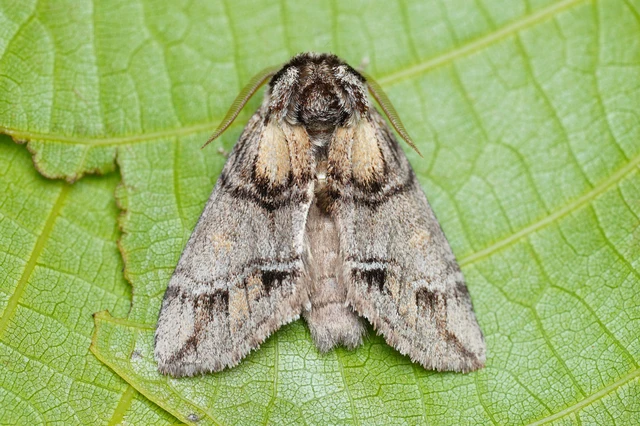 Drymonia velitaris - hegyi púposszövő