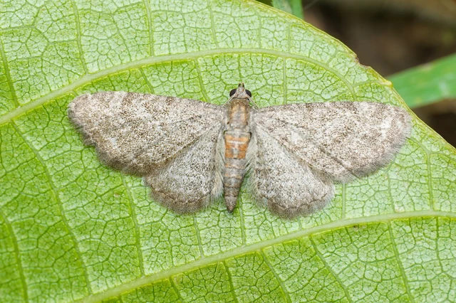 Eupithecia haworthiata - rozsdástestű törpearaszoló