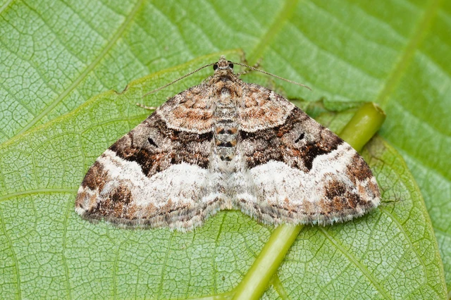 Xanthorhoe biriviata - kétsávos tarkaaraszoló