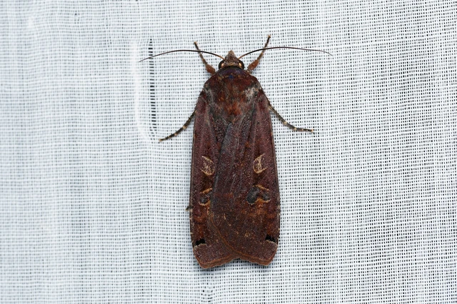 Noctua pronuba - nagy sárgafűbagoly