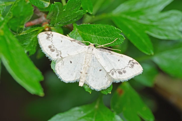 Idaea trigeminata - csúcsfoltos apróaraszoló