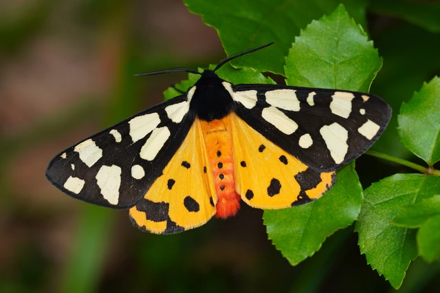 Arctia villica - fekete medvelepke