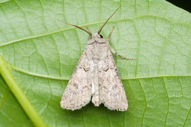 Agrotis segetum - vetési földibagoly