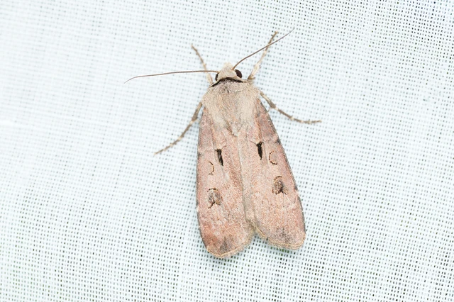 Agrotis exclamationis - felkiáltójeles földibagoly