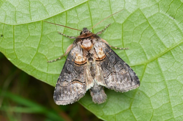 Abrostola asclepiadis - barnaövű csalánbagoly