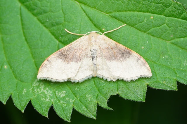 Idaea degeneraria - barnasávos araszoló