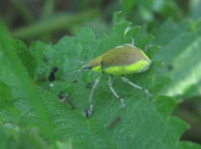 Chlorophanus flavescens - nagy zöldormányos