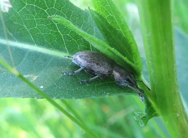 Tanymecus palliatus - közönséges hegyesfarúbarkó