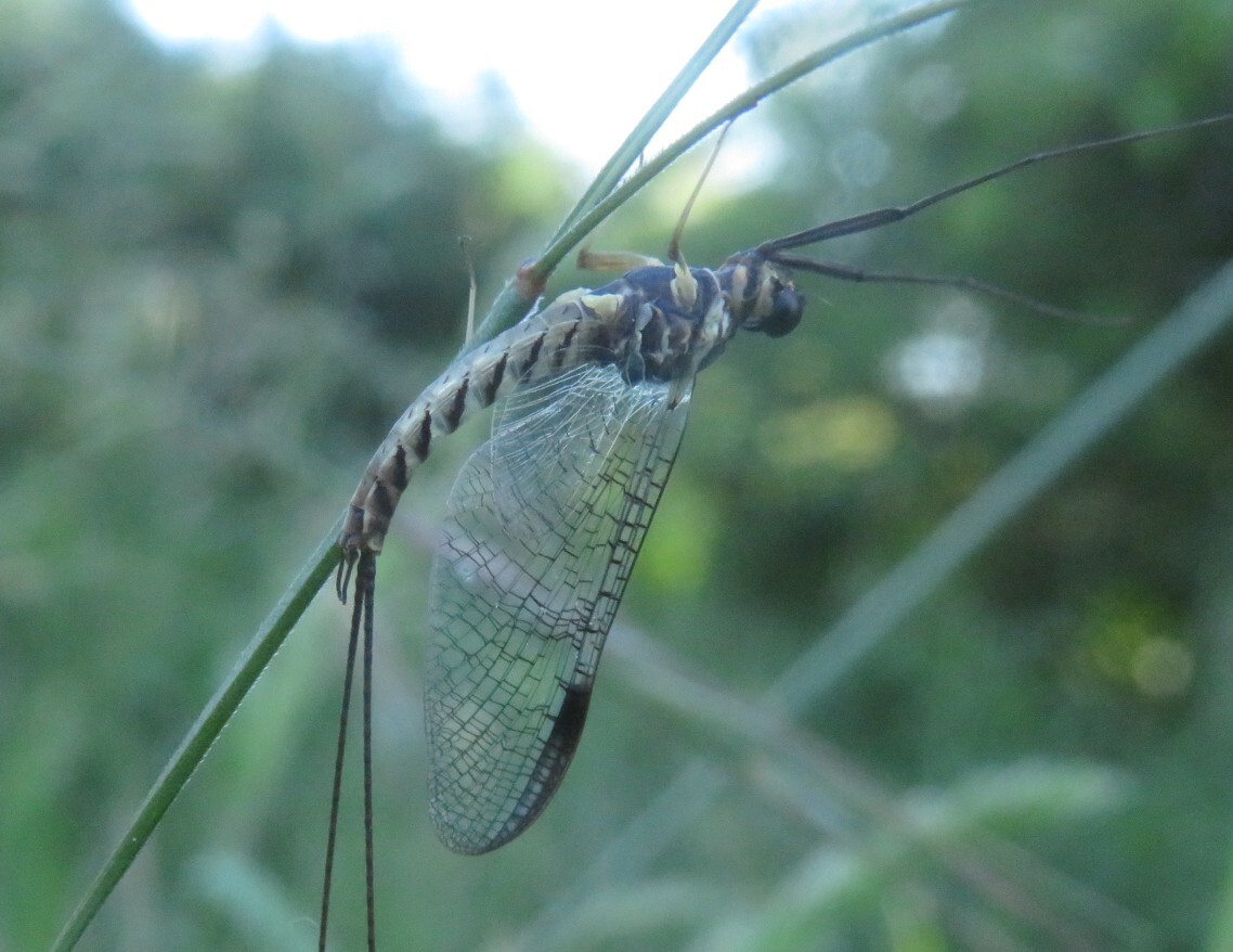 Ecdyonurus
