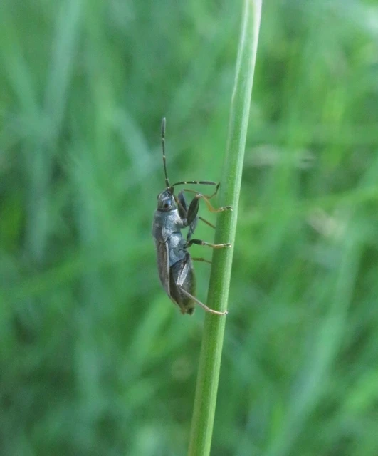 Rhyparochromidae - földibodobácsok