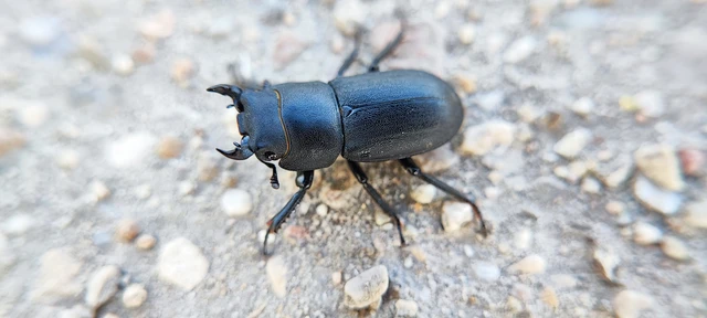 Dorcus parallelipipedus - kis szarvasbogár