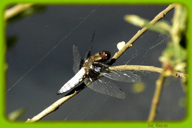 Libellula depressa - széles laposacsa