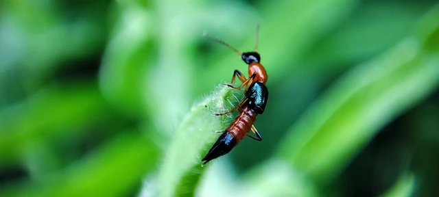 Paederus