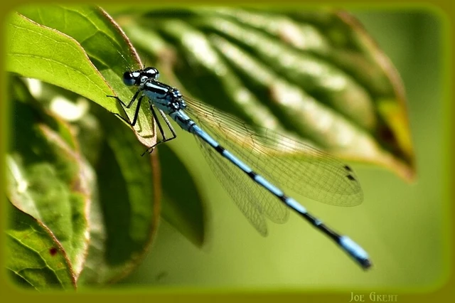 Coenagrion puella - azúrkék légivadász