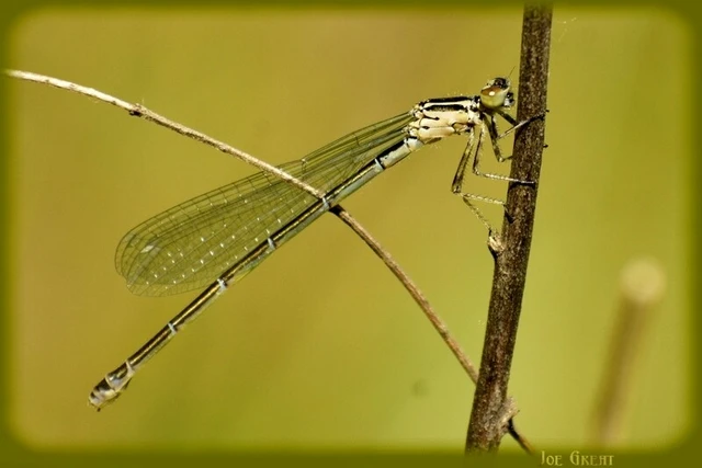 Coenagrion puella - azúrkék légivadász