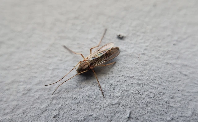 Chironomidae - árvaszúnyogok