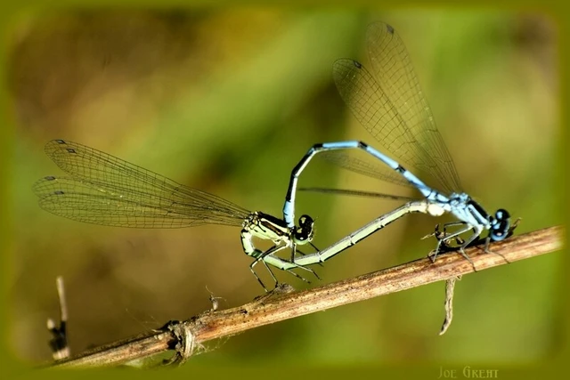 Coenagrion puella - azúrkék légivadász