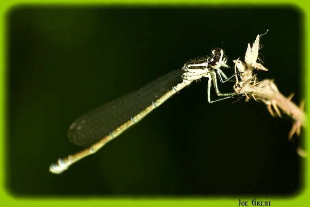 Coenagrion puella - azúrkék légivadász