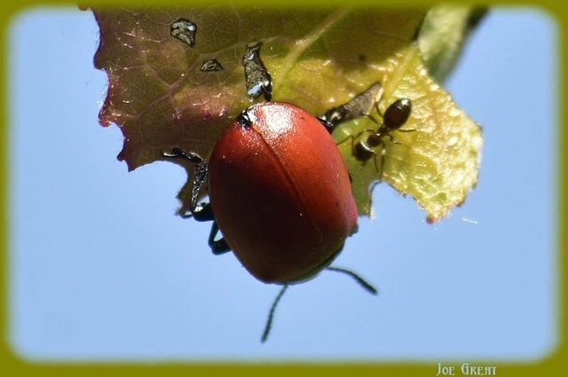 Chrysomela populi - nagy nyárlevelész