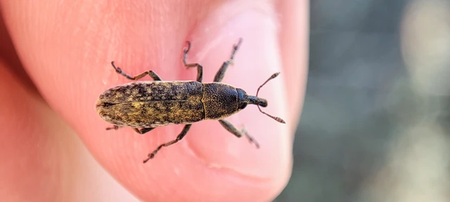 Lixus rubicundus - laboda-dudvabarkó