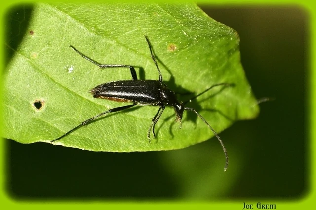 Stenurella nigra - fekete karcsúcincér