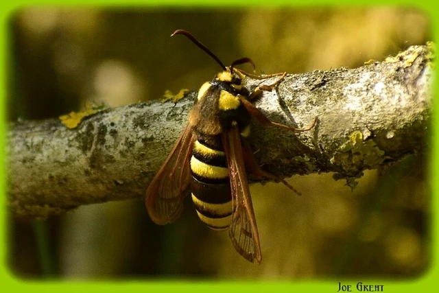 Sesia apiformis - darázslepke