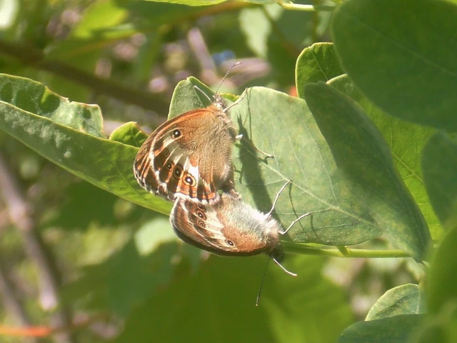 Coenonympha arcania - fehéröves szénalepke