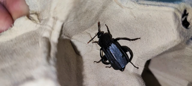 Necrodes littoralis - nagy dögbogár