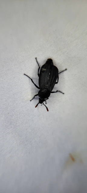 Necrodes littoralis - nagy dögbogár