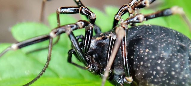 Opiliones - Kaszáspókok