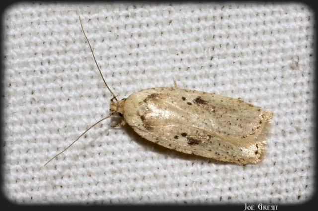 Agonopterix yeatiana - köményszövő laposmoly