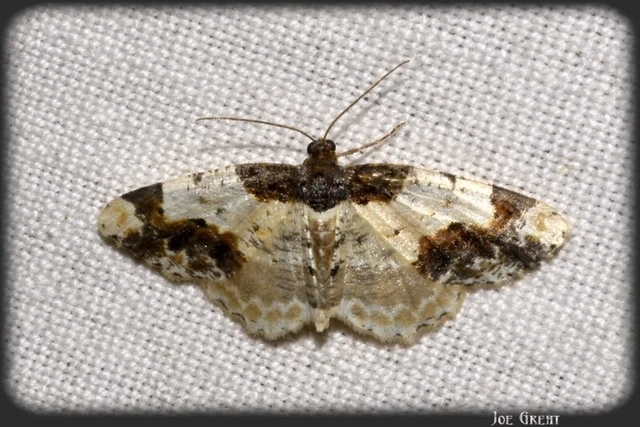 Ligdia adustata - barna levélaraszoló
