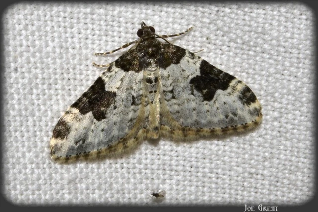 Xanthorhoe fluctuata - közönséges tarkaaraszoló