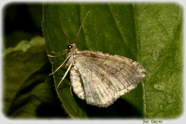 Larentiinae