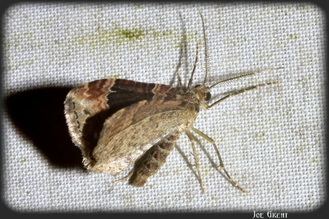 Xanthorhoe ferrugata - kerti tarkaaraszoló
