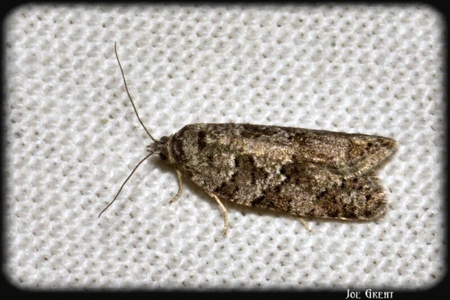 Cnephasia