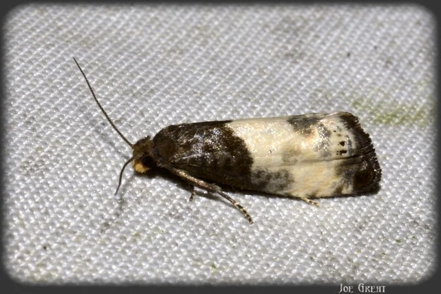 Notocelia cynosbatella - rózsahajtás-tükrösmoly