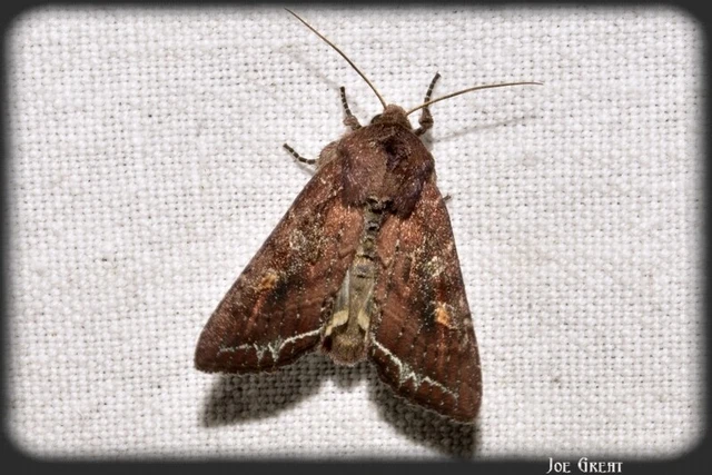 Lacanobia oleracea - saláta-kertibagoly