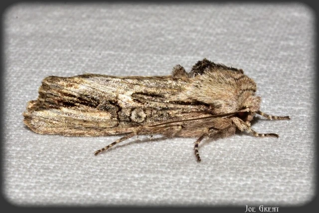 Egira conspicillaris - változékony szürkebagoly