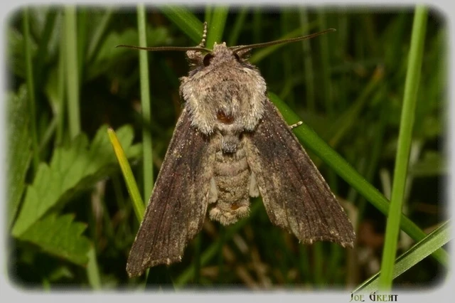 Egira conspicillaris - változékony szürkebagoly