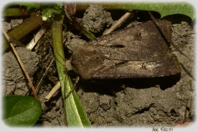 Agrotis exclamationis - felkiáltójeles földibagoly